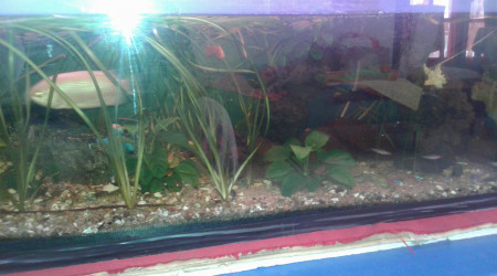 aquarium Alain