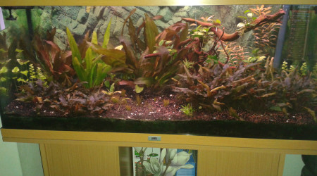 aquarium BAC AMAZONIEN