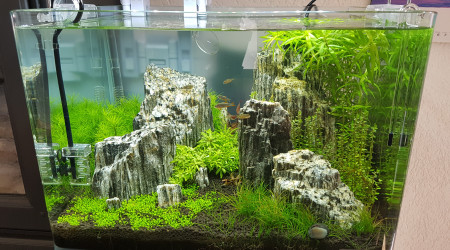 aquarium aquascape