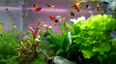 aquarium 120 litres