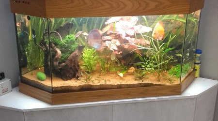 aquarium Bac à discus