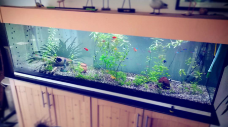 aquarium 600L