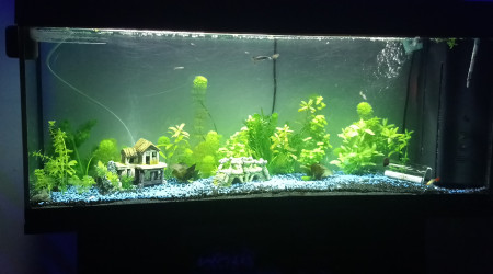 aquarium 130L