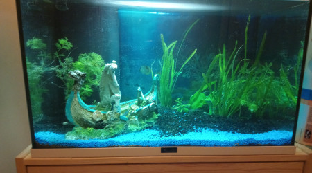 aquarium 60L