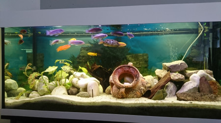 aquarium Berthelot