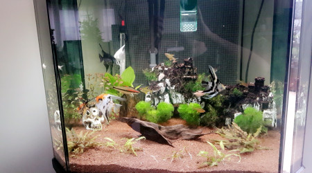 aquarium Aquarium