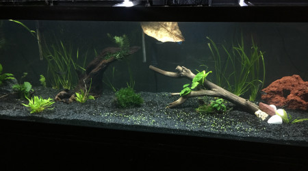 aquarium 125 gallons