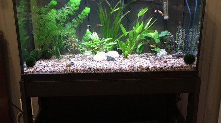 aquarium 25 gallons