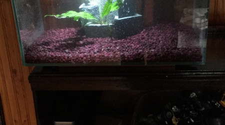 aquarium 6 gallons