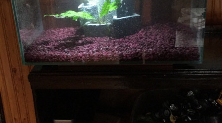 aquarium 6 gallons
