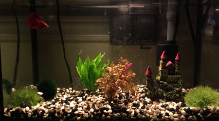 aquarium 5 gallons