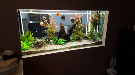 aquarium Discus et autre cichlidés