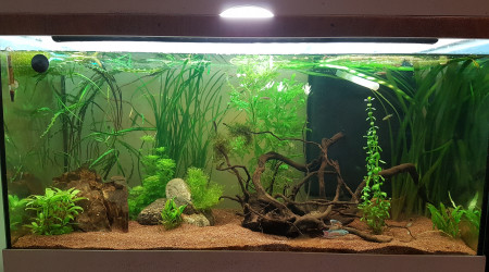 aquarium 200l asiatique