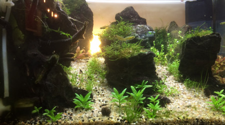 aquarium 54L Aquascaping