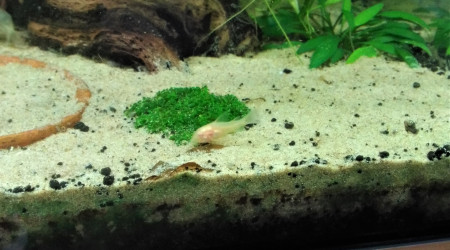 Petit corydoras albinos