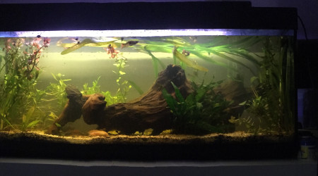 aquarium Amazonien