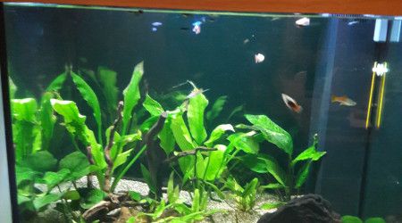 aquarium Lido 200