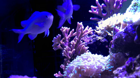 aquarium RedSea REEFER 425XL