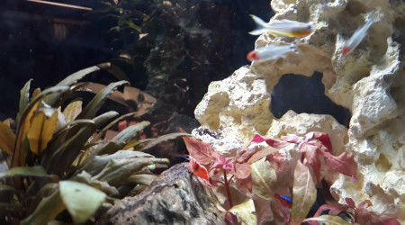 aquarium Les rochers