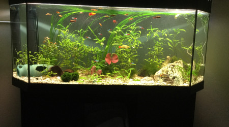 aquarium 150l