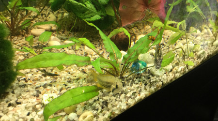 Le couple d’apistogramma