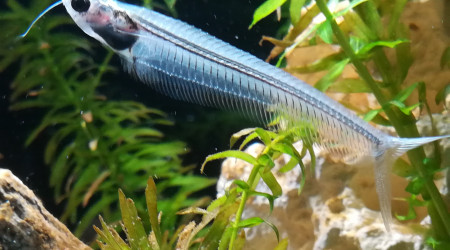 Kryptopterus hibbiscus