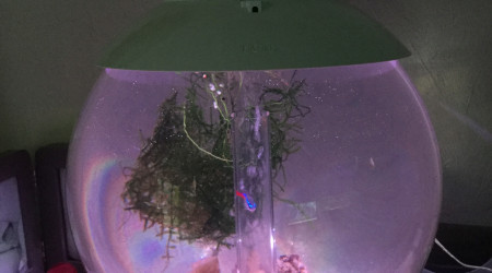 aquarium Biorb 15l