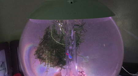 aquarium Biorb 15l