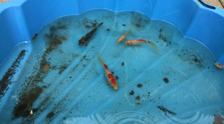 Bassin provisoire pendant le nettoyage