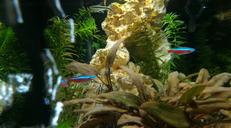 Aquarium faune et flore