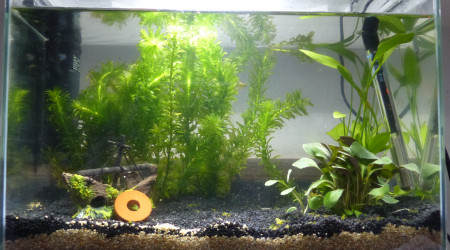 aquarium 20 L