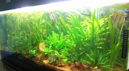 aquarium Mon Bac 550Litres