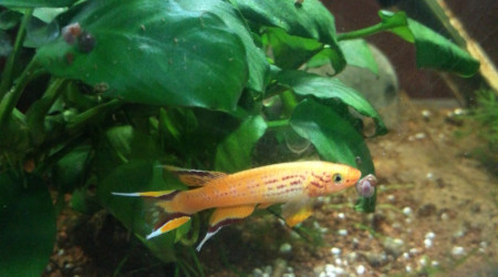 aquarium KILLIES CAP LOPEZ