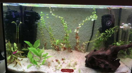 aquarium 20L