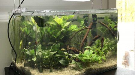 aquarium Tetra