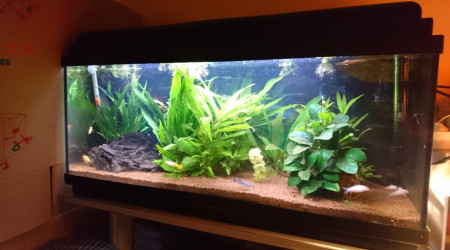 aquarium Bac 100L