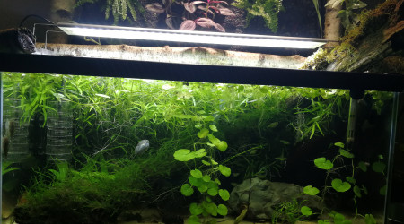 aquarium biotope asiatique