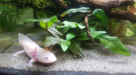 aquarium Axolotl in the garden