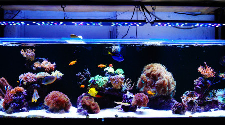 aquarium 660 litres récifal