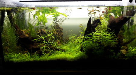 aquarium Aquascape 200L