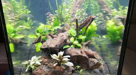 Plantation jour 3 vue de côté