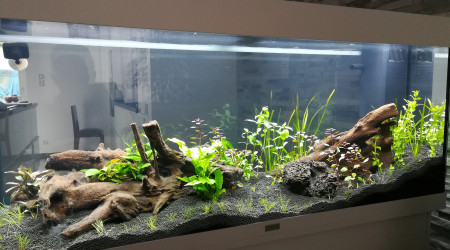 aquarium Mon premier bac