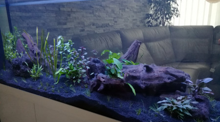 Plantation jour 1 (de nuit) vue de dos