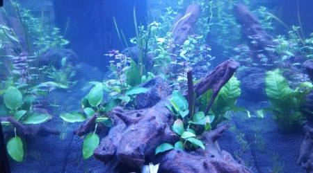 Plantation jour 1 (de nuit) vue de côté