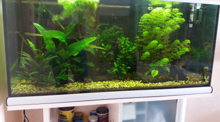 aquarium Asiatique 180 litres