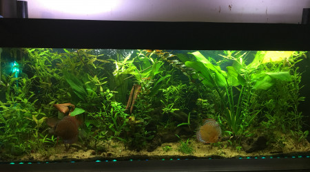 aquarium Amazonien 360l