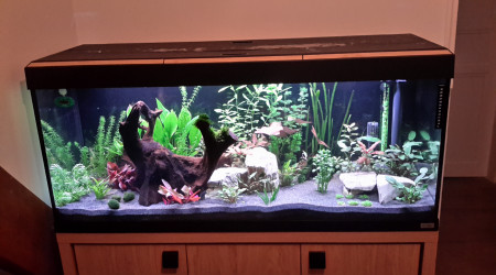 aquarium Amazonien