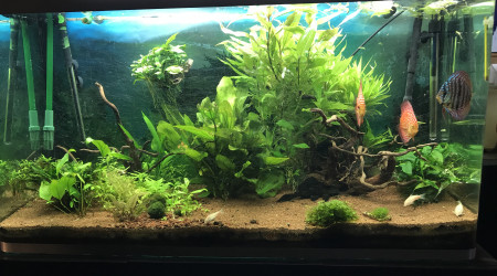 aquarium 320L discus  avec plantes