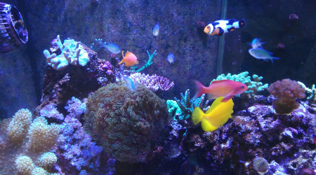 aquarium Récifal Central
