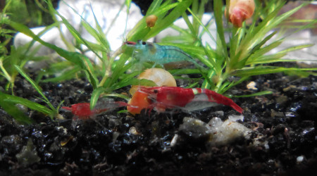 aquarium Rili red